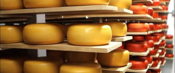 DSM cheese-ripening enzyme now benzoate-free
